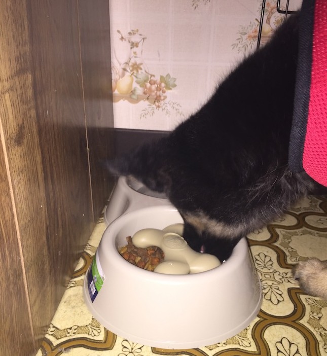 Loving Pets is making it easy to turn any existing feeding dish into a slow feeder with the new GOBBLE STOPPER to stop dog bloat. Slows eating much as 500%.