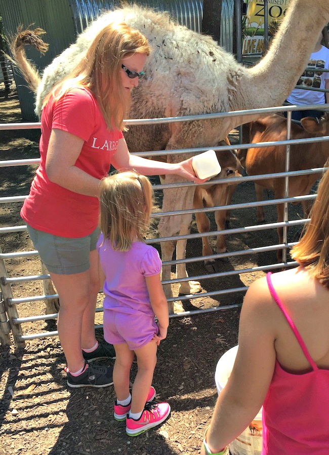 The Promised Land Zoo has much more than just animals. A regular admission includes a foot safari, bottle feedings, and the live animal show.