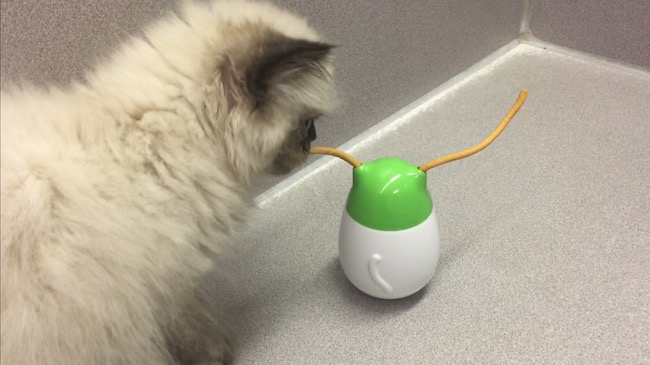 Wobbert is a wobbly cat toy that dispenses treats and tender edible strings that your cat can play with in the process. Available in 3 flavors at PetSmart!
