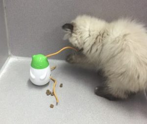 Wobbert is a wobbly cat toy that dispenses treats and tender edible strings that your cat can play with in the process. Available in 3 flavors at PetSmart!