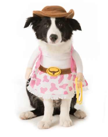 Here is a list of the 10 cutest Halloween Dog Costumes (in my opinion) that you can still get in plenty of time for Halloween. Some are just too cute! 