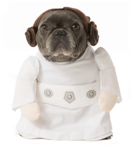 Here is a list of the 10 cutest Halloween Dog Costumes (in my opinion) that you can still get in plenty of time for Halloween. Some are just too cute! 