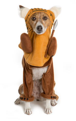 Here is a list of the 10 cutest Halloween Dog Costumes (in my opinion) that you can still get in plenty of time for Halloween. Some are just too cute! 
