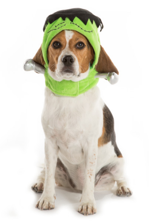 Here is a list of the 10 cutest Halloween Dog Costumes (in my opinion) that you can still get in plenty of time for Halloween. Some are just too cute! 