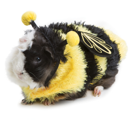 Here is a list of the 10 cutest Halloween Dog Costumes (in my opinion) that you can still get in plenty of time for Halloween. Some are just too cute! 