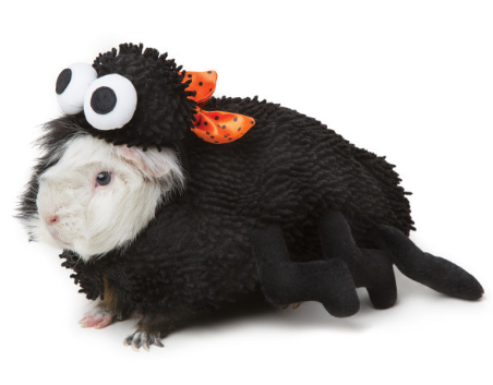 Here is a list of the 10 cutest Halloween Dog Costumes (in my opinion) that you can still get in plenty of time for Halloween. Some are just too cute! 