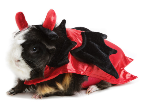 Here is a list of the 10 cutest Halloween Dog Costumes (in my opinion) that you can still get in plenty of time for Halloween. Some are just too cute! 