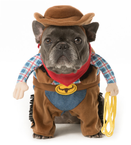 Here is a list of the 10 cutest Halloween Dog Costumes (in my opinion) that you can still get in plenty of time for Halloween. Some are just too cute! 