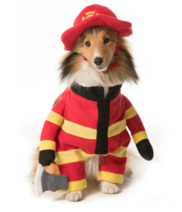Here is a list of the 10 cutest Halloween Dog Costumes (in my opinion) that you can still get in plenty of time for Halloween. Some are just too cute!