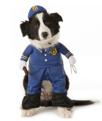 Here is a list of the 10 cutest Halloween Dog Costumes (in my opinion) that you can still get in plenty of time for Halloween. Some are just too cute! 