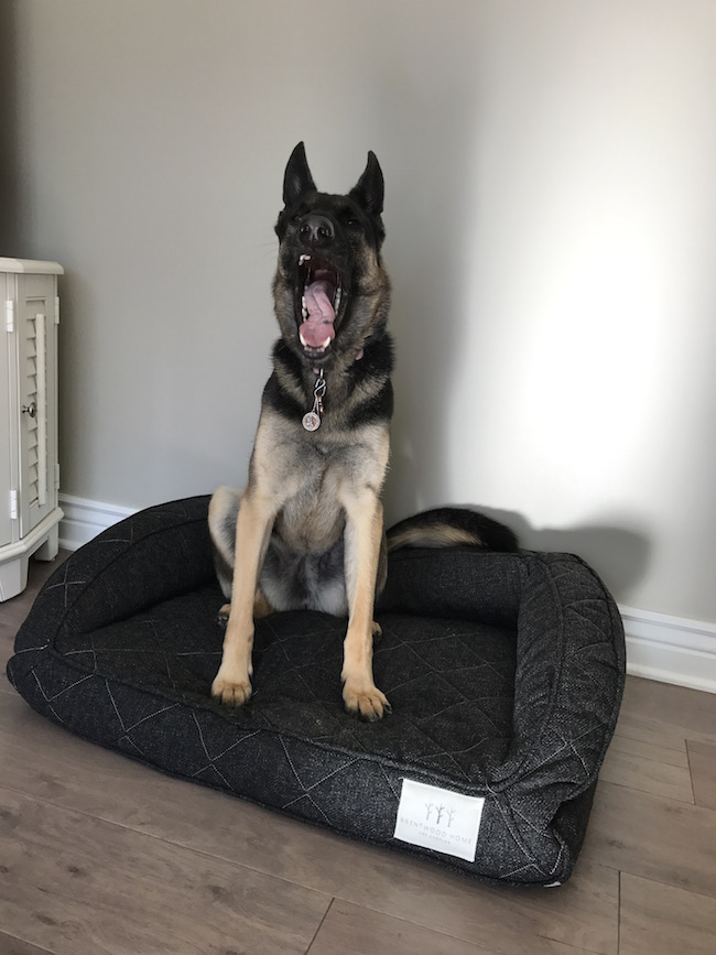 The Brentwood Home Deluxe Pet Bed is an orthopedic cushion that protects their joints with side and back supports & makes her feel cradled & comfortable.