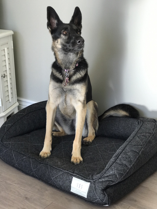 Brentwood home dog bed review