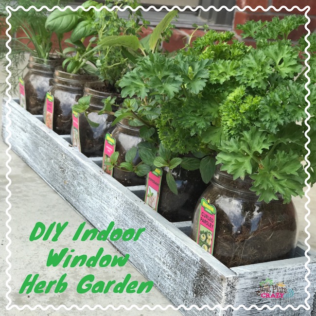 DIY Indoor Window Herb Garden  Just Plum Crazy
